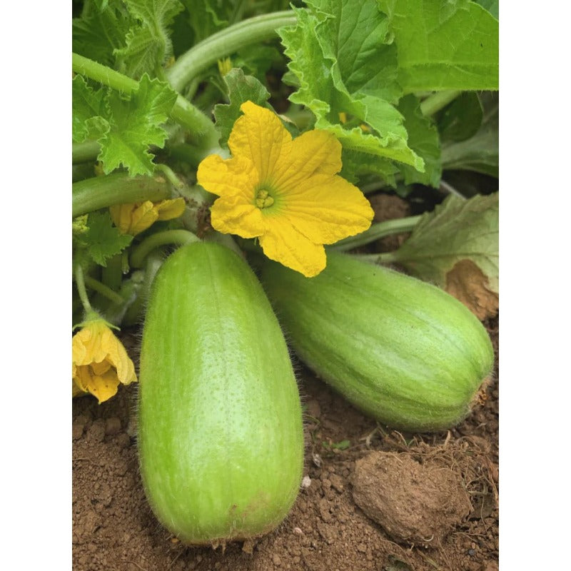 50pcs Cucumber Seeds Easy To Grow Works Well For Container Gardening On Patios Balconies And Small Outdoor Spaces