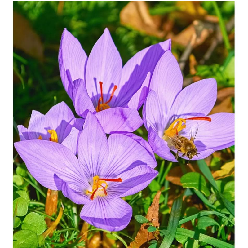 100pcs Rapid Growth Hardy Perennial seeds with Saffron Seeds for Home Gardening