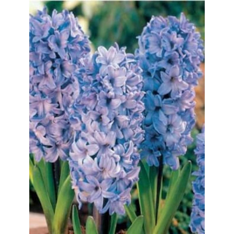 198Pcs Hyacinth Seeds Perfect for beginner sowing adapt well to container cultivation and garden bed placement