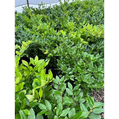 50Pcs Ornamental Ligustrum Seeds Low Maintenance Delicate Leaves with Ligustrum Seeds for Wall Covering