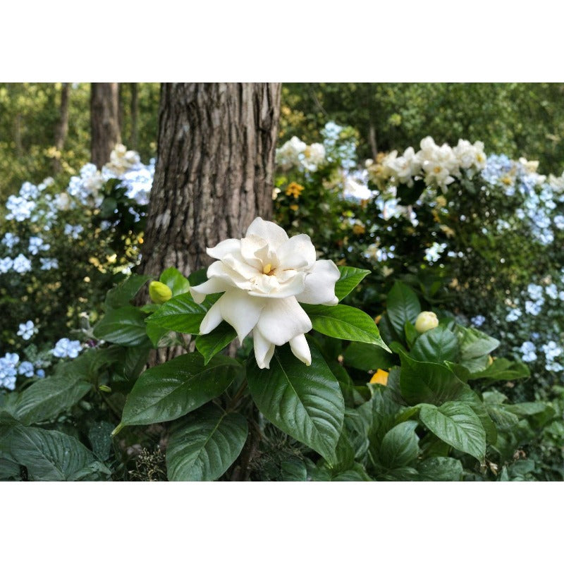 100 Gardenia Seeds – Fragrant Creamy White Flowers, Evergreen Shrub