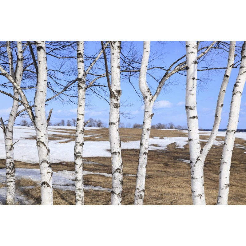 96Pcs Birch Tree Seeds Convenient to Grow mature naturally into balanced graceful tree shape with steady branch spreading tendency