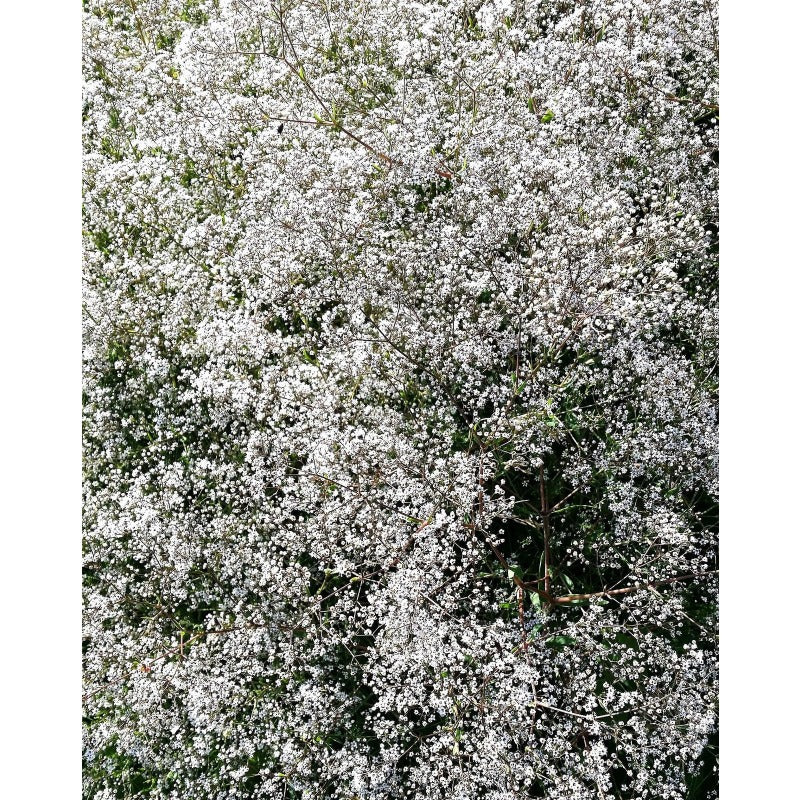 100pcs Gypsophila Seeds Friendly for new gardeners grow into full billowy mounded clumps with prolonged seasonal blooming features