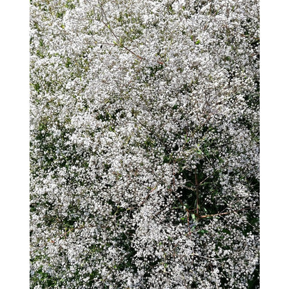 100pcs Gypsophila Seeds Friendly for new gardeners grow into full billowy mounded clumps with prolonged seasonal blooming features