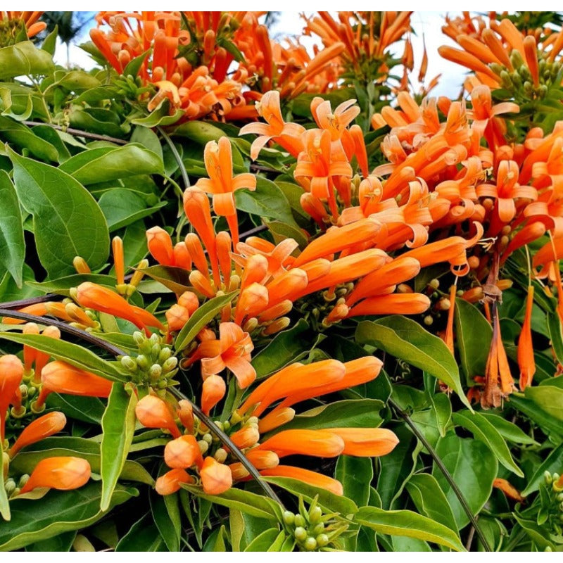 Orange 100pcs Great For Quick Vegetation Establishment Trumpet Vine Seeds Easy To Grow Ideal For New Home Landscape Projects