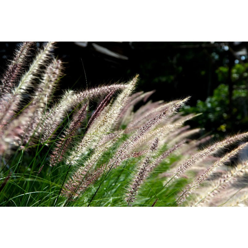 Dwarf Purple 100pcs Fountain Grass Easy To Grow For Ornamental Landscape Planting In Home Gardens