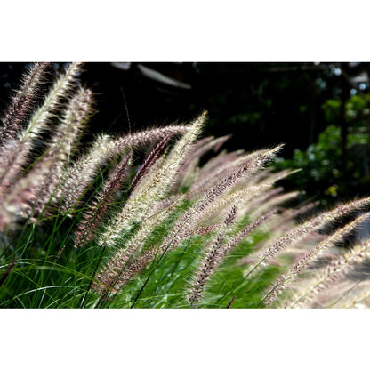 Dwarf Purple 100pcs Fountain Grass Easy To Grow For Ornamental Landscape Planting In Home Gardens