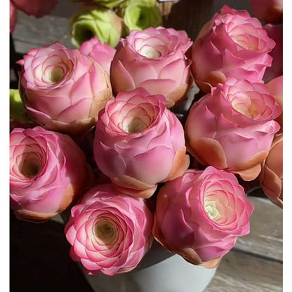 999pcs Pink Mountain Succulent Seeds,  easy to planting