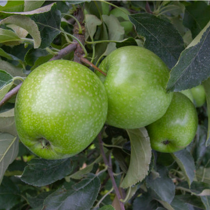 50pcs Beautiful Ornamental Fruit Trees Vigorous Apple Tree Seeds for Planting