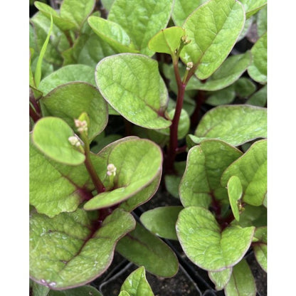 Red 100pcs Malabar Spinach Seeds Friendly for new gardeners grow into full sprawling climbing form with steady seasonal foliage renewal features