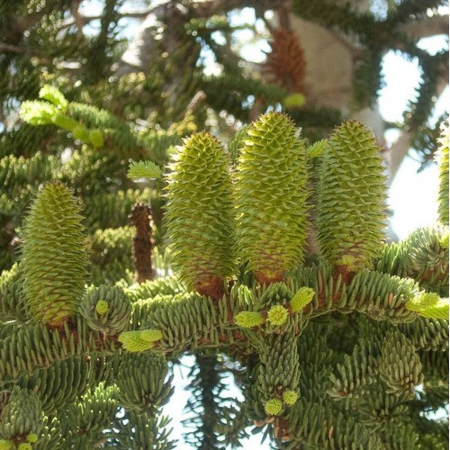 100Pcs Easy to Cultivate Redwood Tree Seeds match naturally with classic estate design and refined residential landscape styles