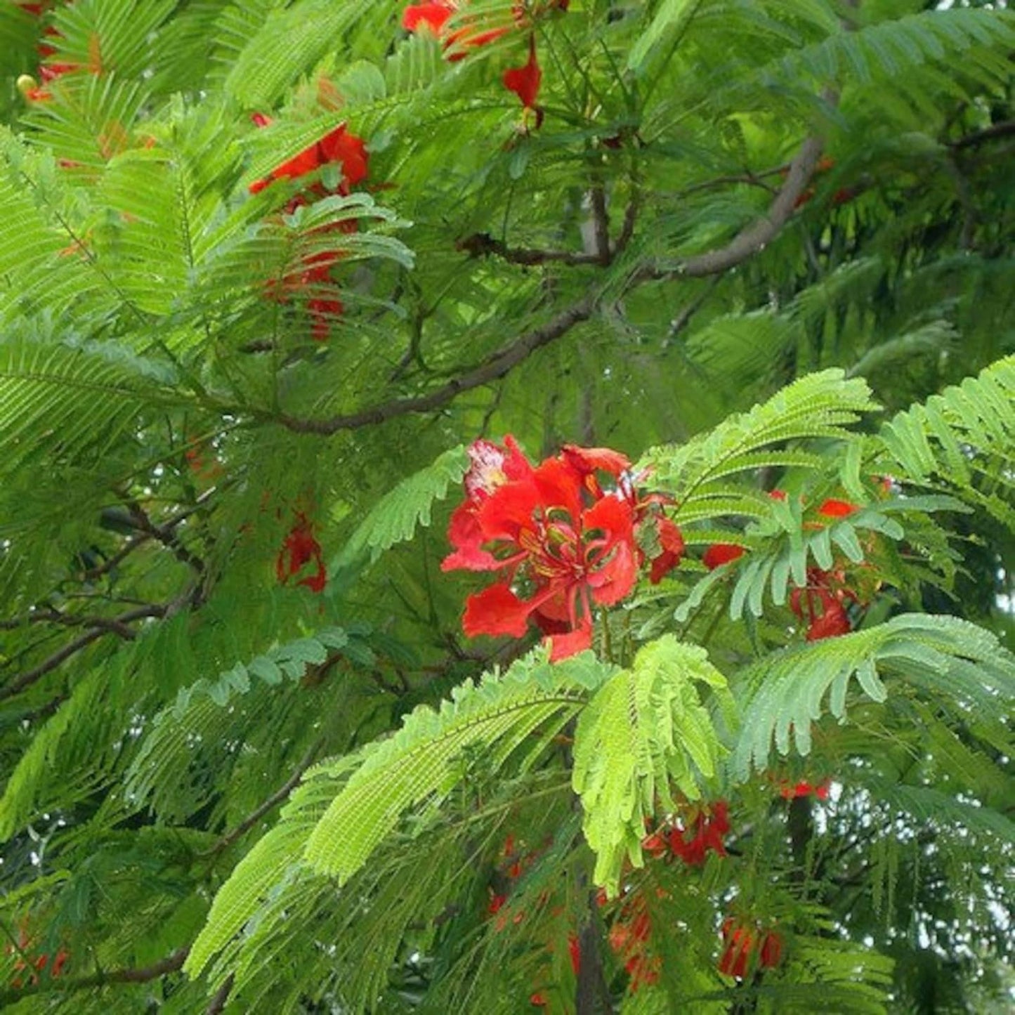20Pcs Perfect For Large Yards And Urban Gardening Spaces Royal Poinciana Seeds Ornamental Size