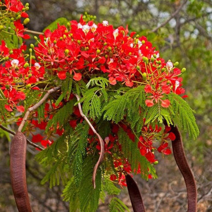 20Pcs Perfect For Large Yards And Urban Gardening Spaces Royal Poinciana Seeds Ornamental Size