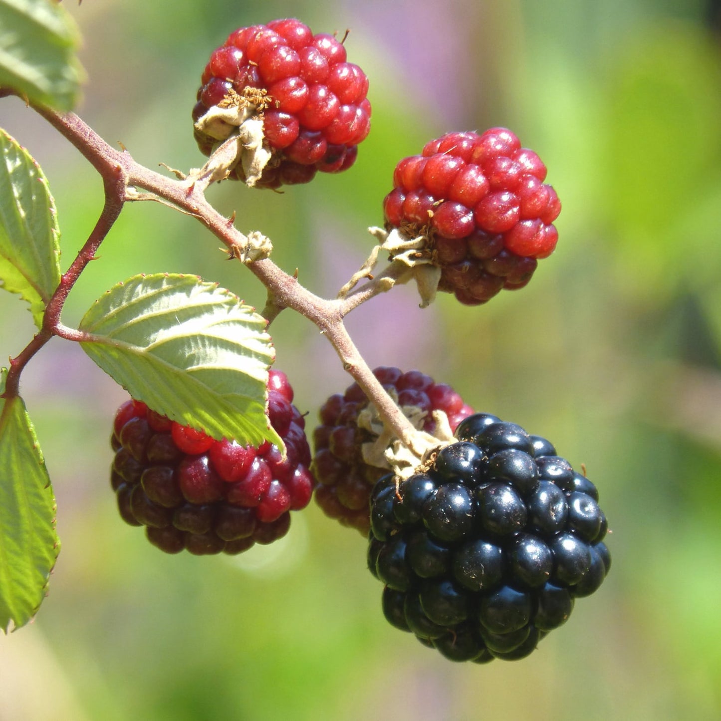 200Pcs Blackberry Seeds Structured Form For Neat Landscapes Simple To Cultivate