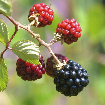 200Pcs Blackberry Seeds Structured Form For Neat Landscapes Simple To Cultivate