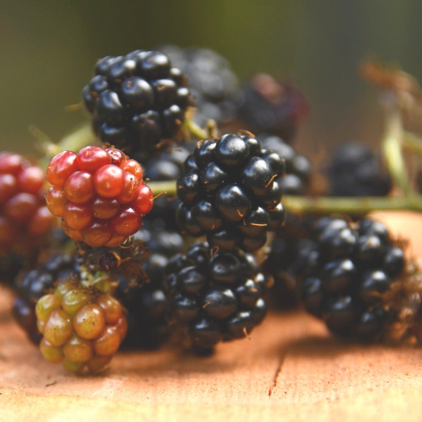 200Pcs Blackberry Seeds Structured Form For Neat Landscapes Simple To Cultivate