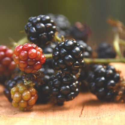 200Pcs Blackberry Seeds Structured Form For Neat Landscapes Simple To Cultivate