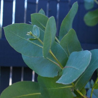 97Pcs Suitable for novice planting Eucalyptus Seeds blend harmoniously with large ornamental shrubs and landscape plant groups