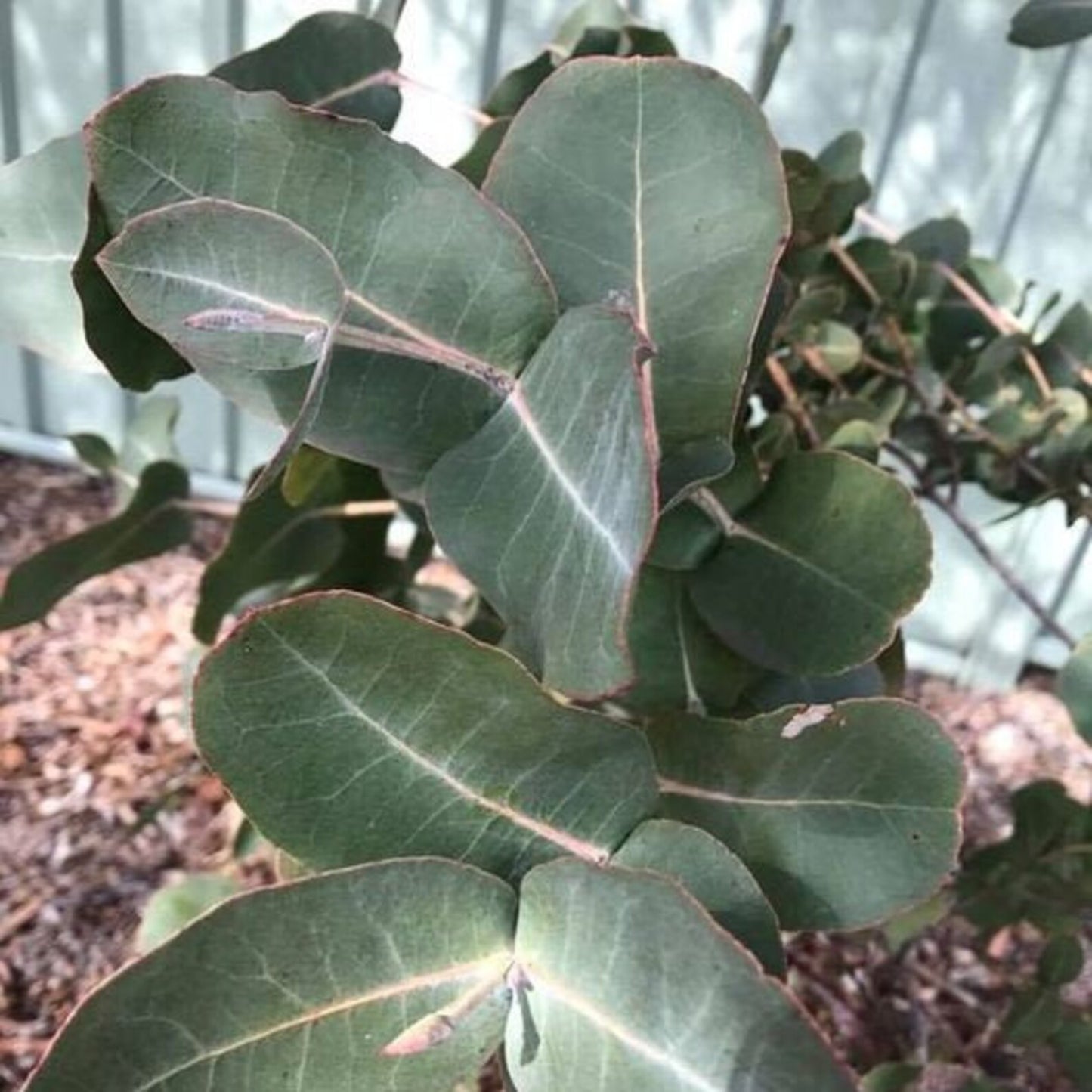 97Pcs Suitable for novice planting Eucalyptus Seeds blend harmoniously with large ornamental shrubs and landscape plant groups