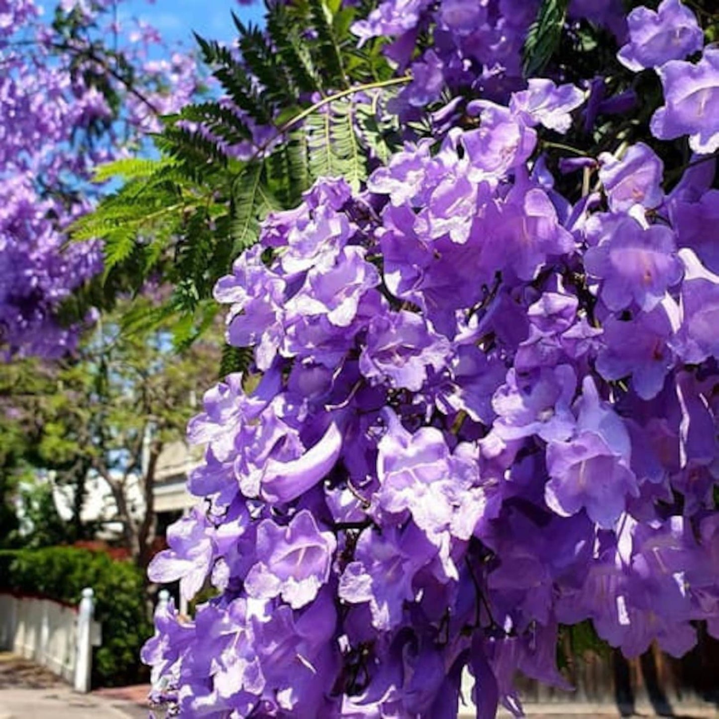 46Pcs Quick To Sprout Jacaranda Tree Seeds Ideal For Reducing Weeds With Dense Canopies