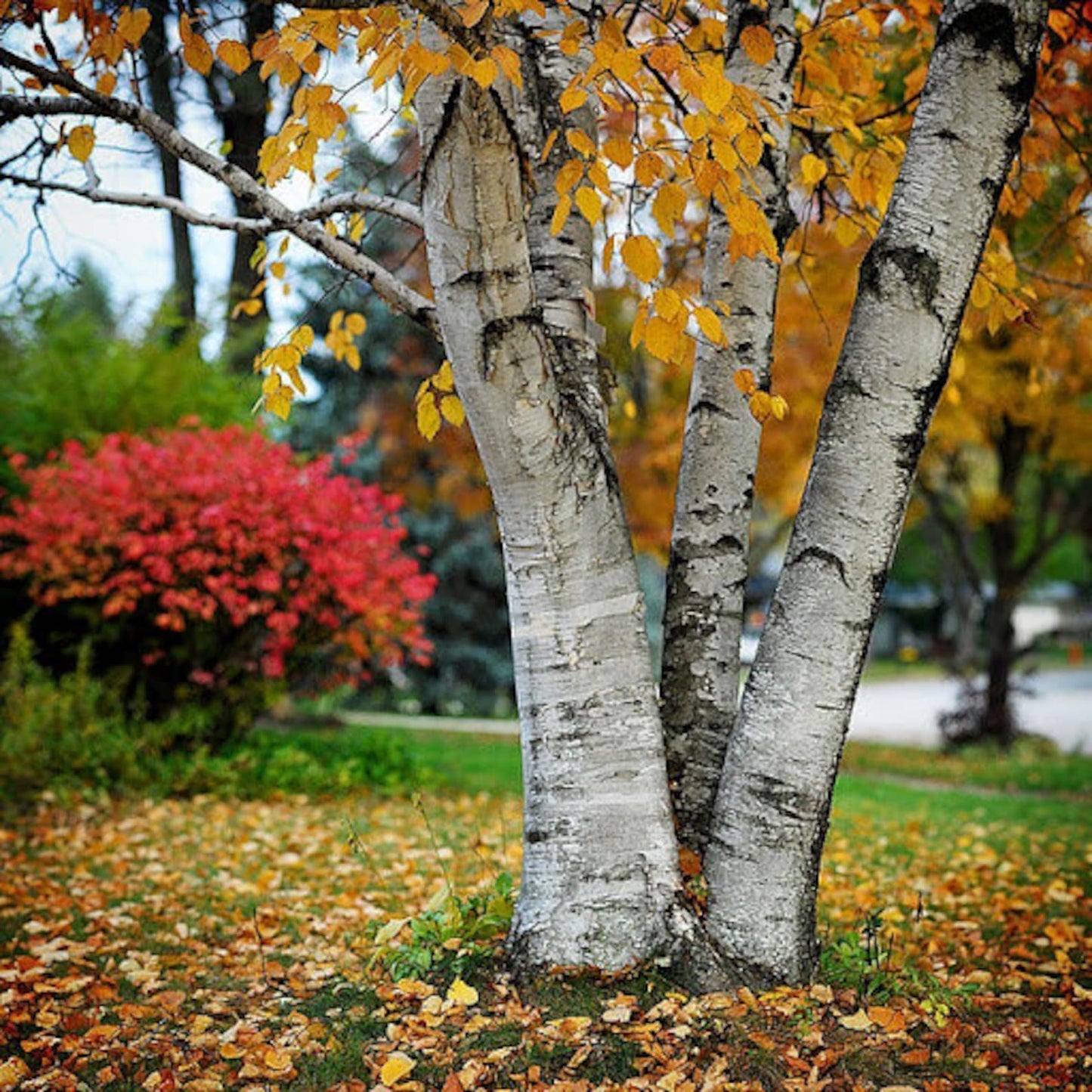 100Pcs Birch Tree Seeds great for first time growers and home landscape planting lovers