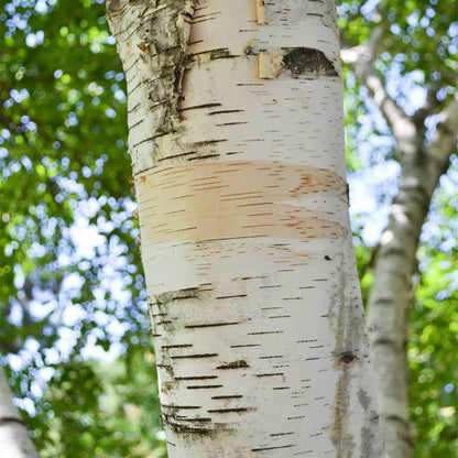 100Pcs Birch Tree Seeds great for first time growers and home landscape planting lovers