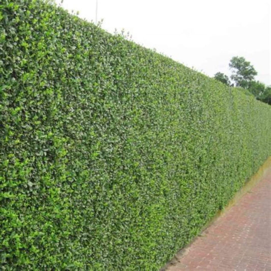 50Pcs Ligustrum Seeds Easy to Cultivate Trimmed Branches for Small Spaces Planting