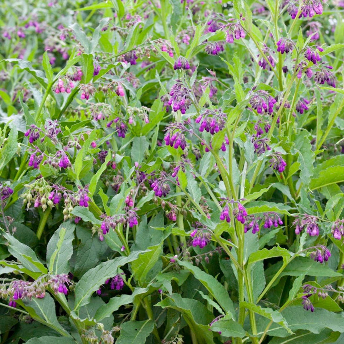 100pcs Suitable for beginner planting Comfrey Seeds flourish in loose moist substrate suited for semi-shaded garden cultivation
