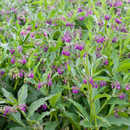 100pcs Suitable for beginner planting Comfrey Seeds flourish in loose moist substrate suited for semi-shaded garden cultivation
