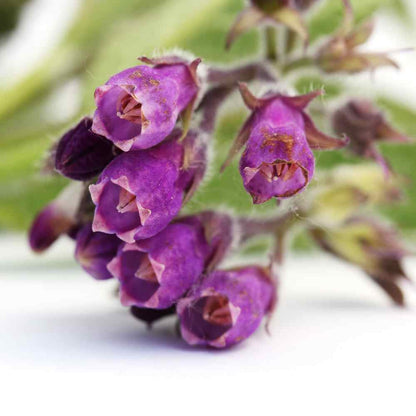 100pcs Suitable for beginner planting Comfrey Seeds flourish in loose moist substrate suited for semi-shaded garden cultivation