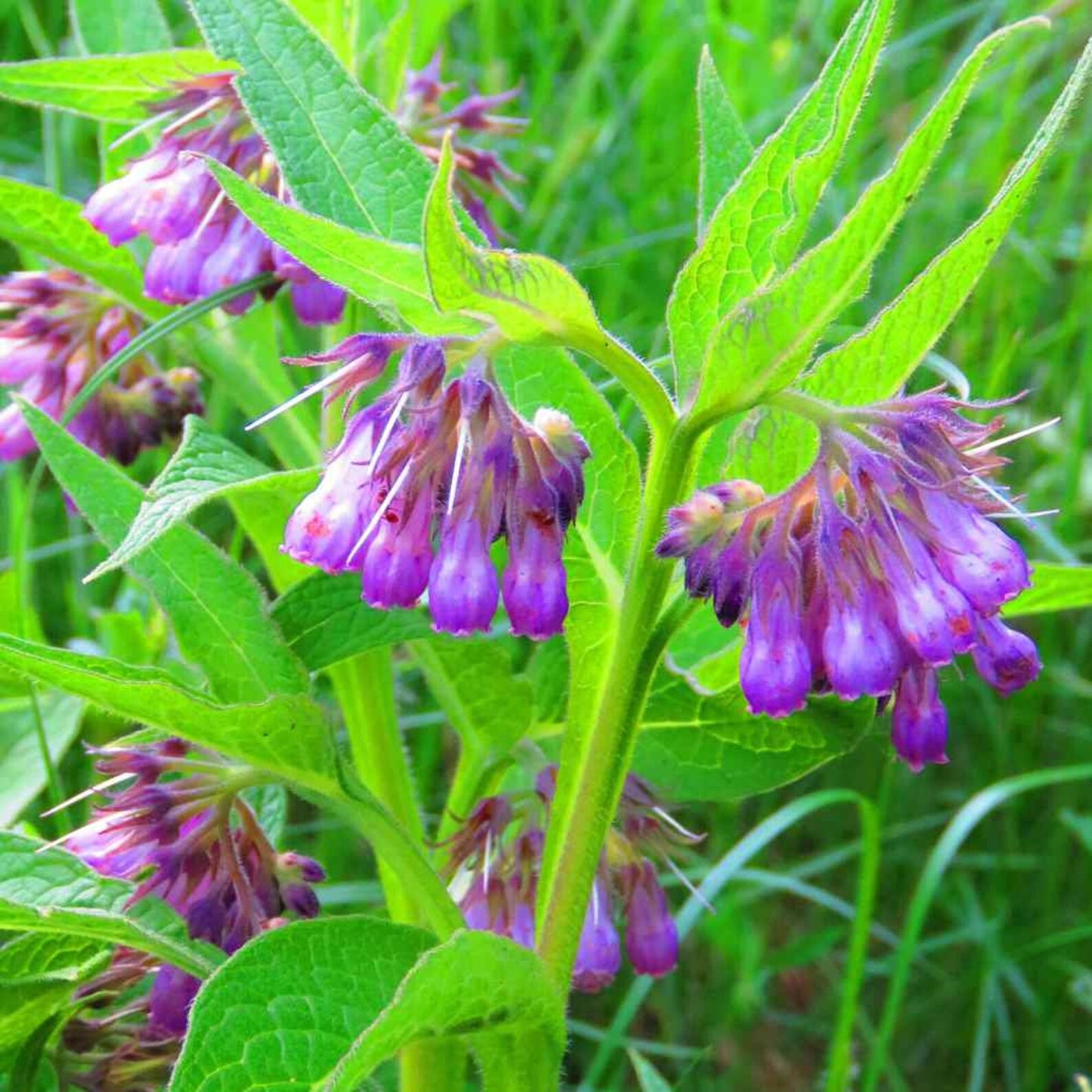 100pcs Suitable for beginner planting Comfrey Seeds flourish in loose moist substrate suited for semi-shaded garden cultivation