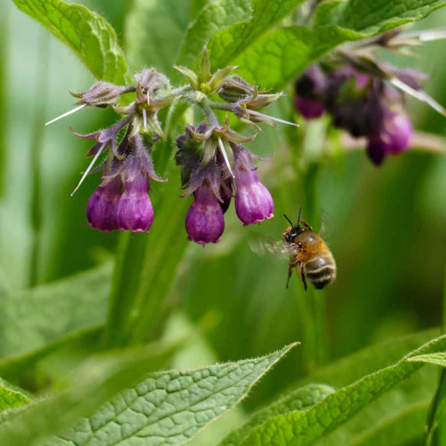 100pcs Suitable for beginner planting Comfrey Seeds flourish in loose moist substrate suited for semi-shaded garden cultivation