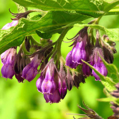 100pcs Suitable for beginner planting Comfrey Seeds flourish in loose moist substrate suited for semi-shaded garden cultivation