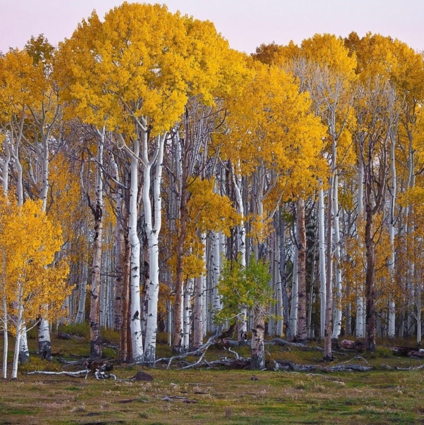 100Pcs Birch Tree Seeds great for first time growers and home landscape planting lovers