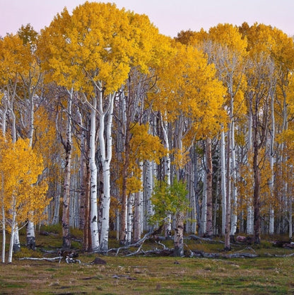 100Pcs Birch Tree Seeds great for first time growers and home landscape planting lovers