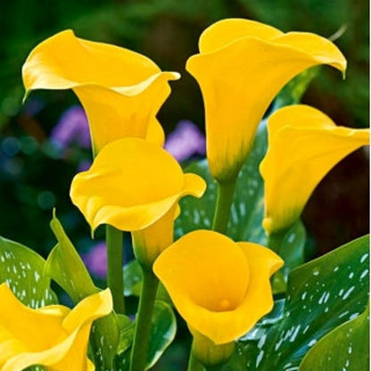 100Pcs Thrives In Cool Temperatures And Full Sun Yellow Lily Seeds Cold Hardy Plant