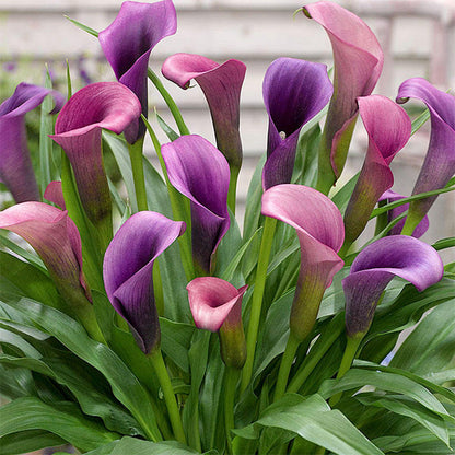 98Pcs Lily Seeds Easy To Grow Even In Poor Soil Conditions For Flexible Planting