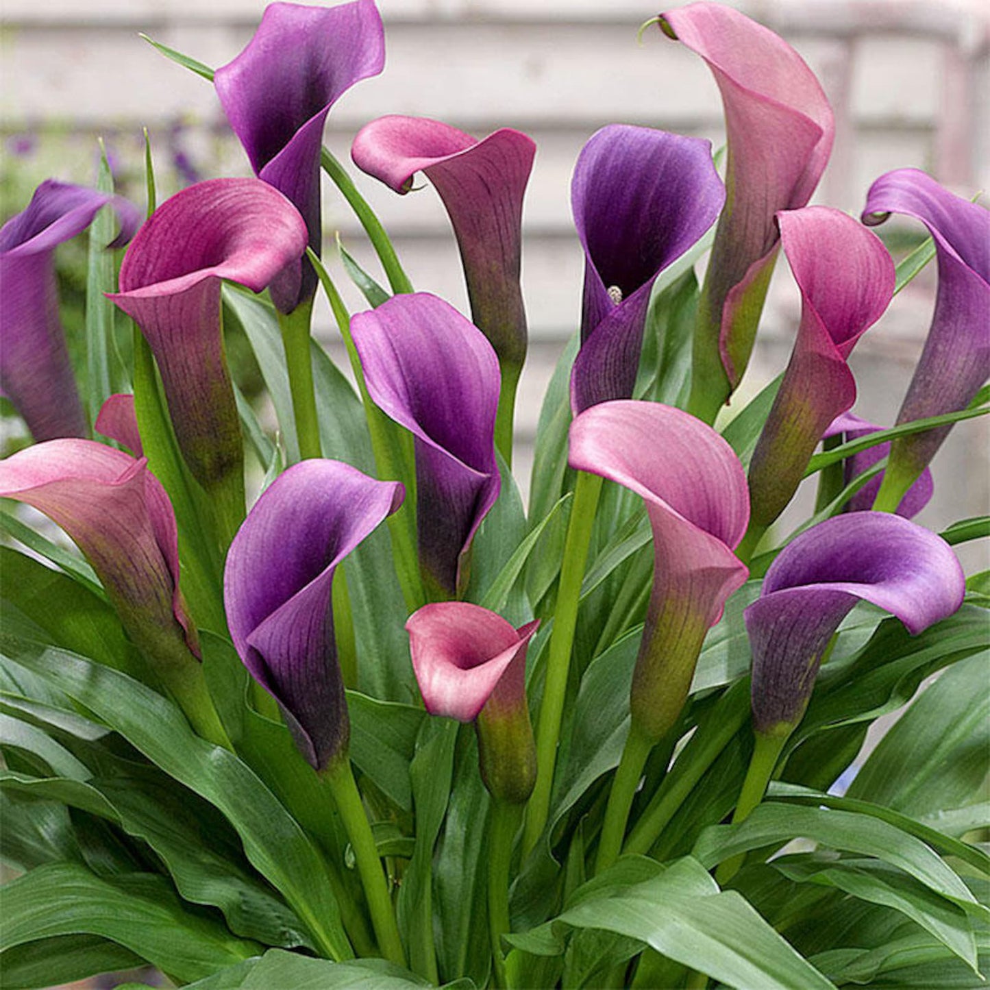98Pcs Lily Seeds Easy To Grow Even In Poor Soil Conditions For Flexible Planting