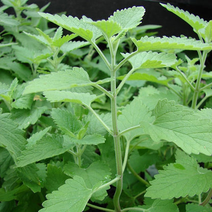 1000Pcs Catnip Seeds withstand mild wind and temperature changes in open residential locations