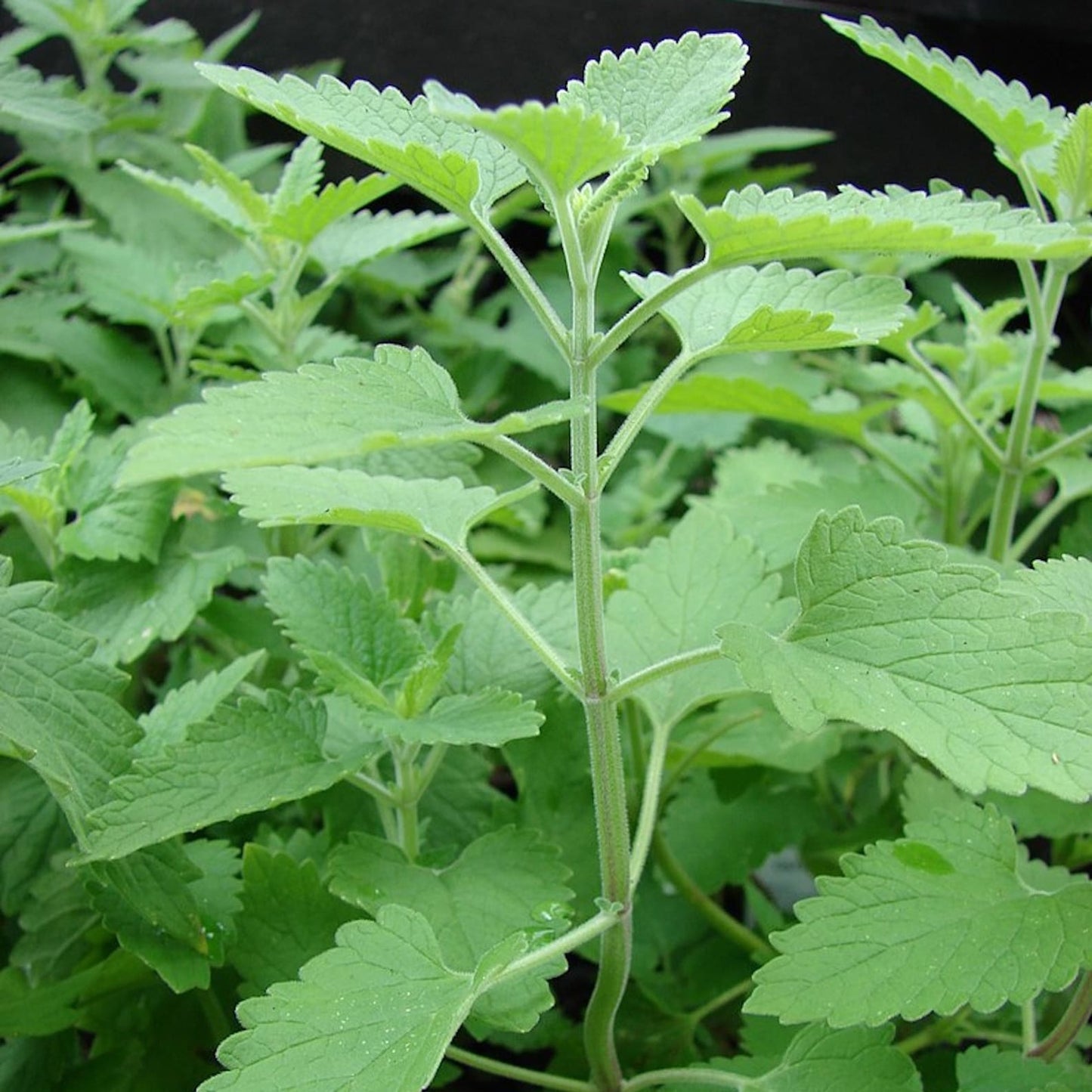 1000Pcs Catnip Seeds withstand mild wind and temperature changes in open residential locations