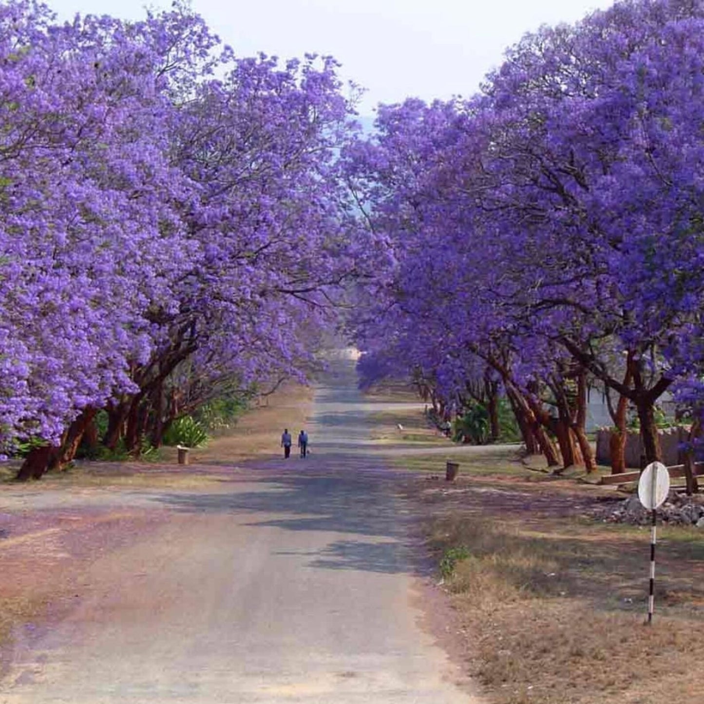 43Pcs Jacaranda Tree Seeds Great For Raising Work Well In Ground And Container Setups