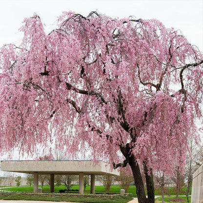 30Pcs Ideal For Mixed Tree And Shrub Plantings Cherry Blossom Seeds Easy To Grow