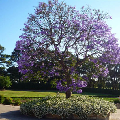 43Pcs Jacaranda Tree Seeds Great For Raising Work Well In Ground And Container Setups