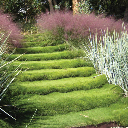 475Pcs Grass Seeds Simple for planting form continuous dense turf mats in sunny open zones and leisure yard spaces