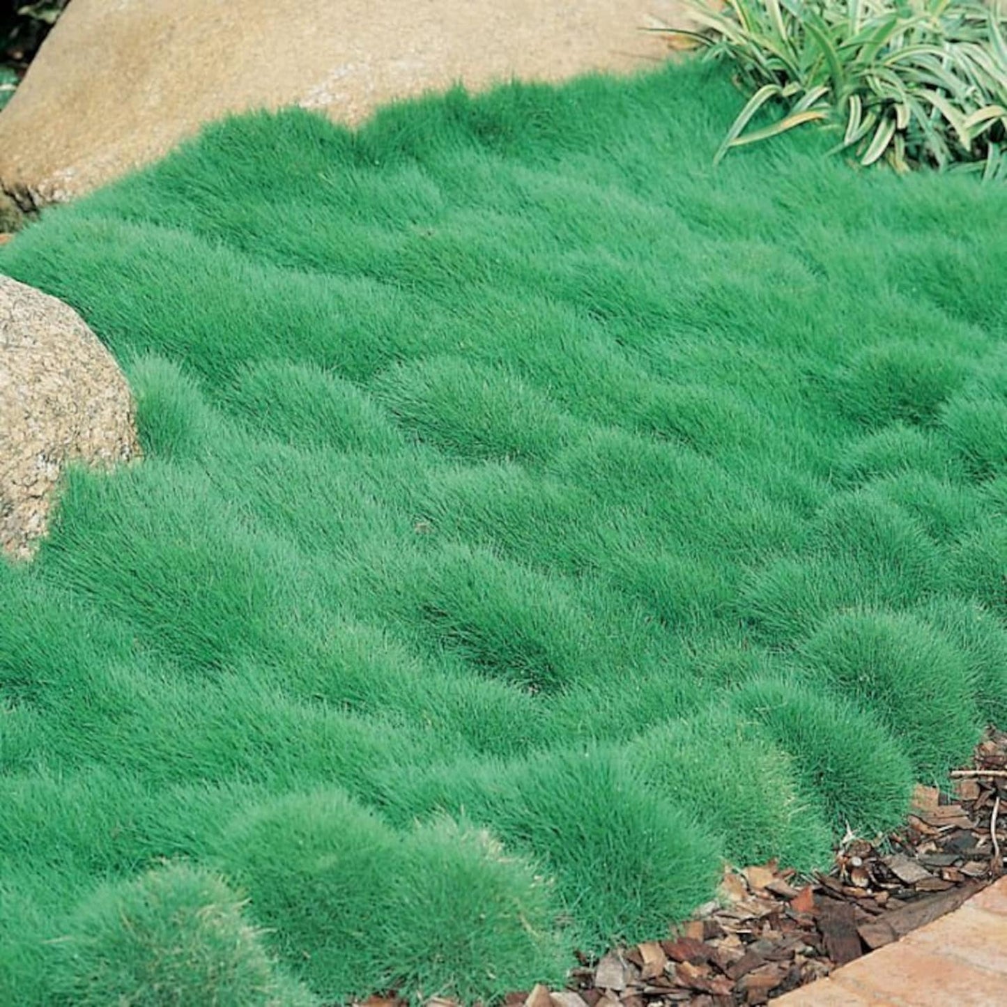 475Pcs Grass Seeds Simple for planting form continuous dense turf mats in sunny open zones and leisure yard spaces