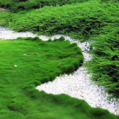 475Pcs Grass Seeds Simple for planting form continuous dense turf mats in sunny open zones and leisure yard spaces