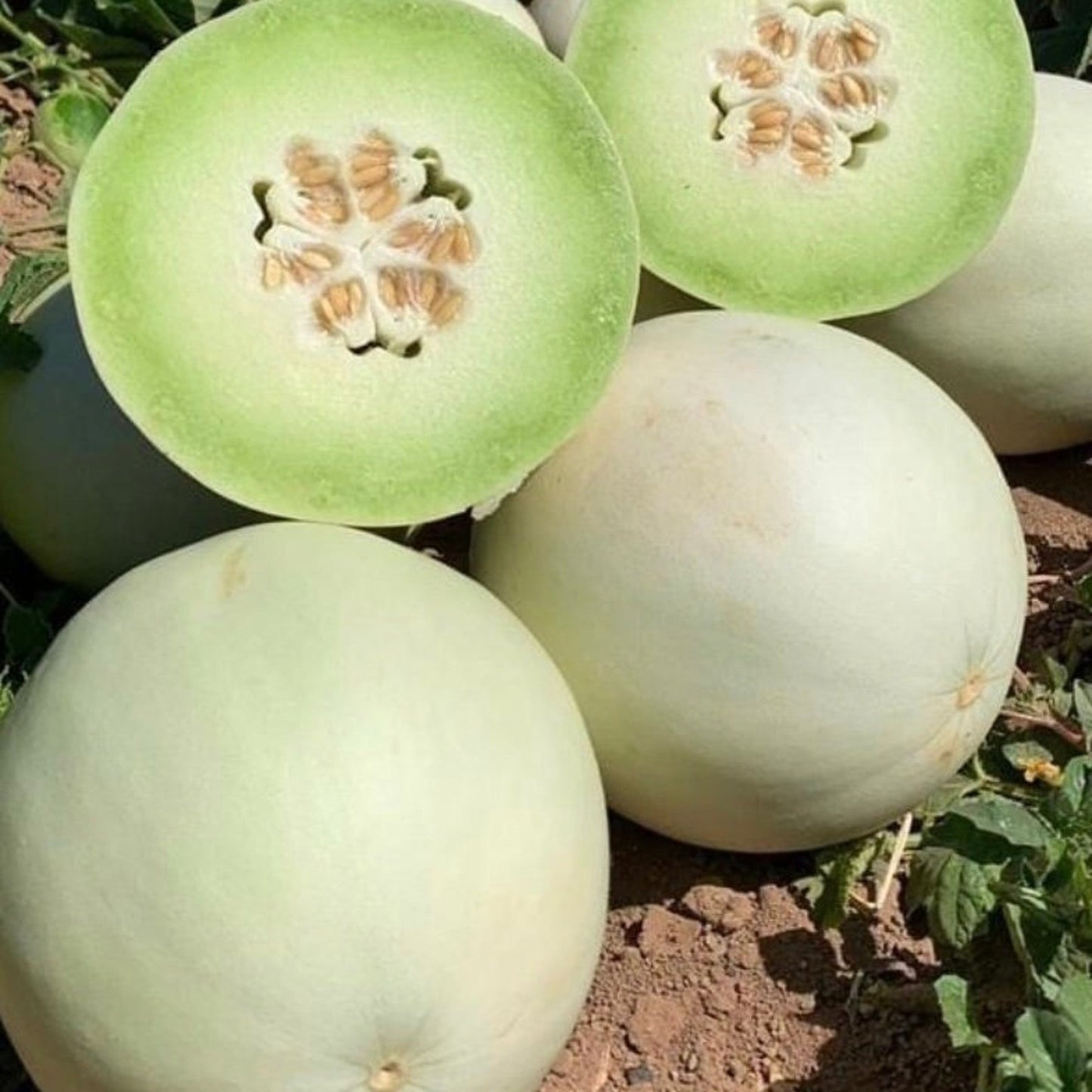 40Pcs Honeydew Melon Seeds Perfect for beginner sowing adapt well to open ground placement and garden bed cultivation