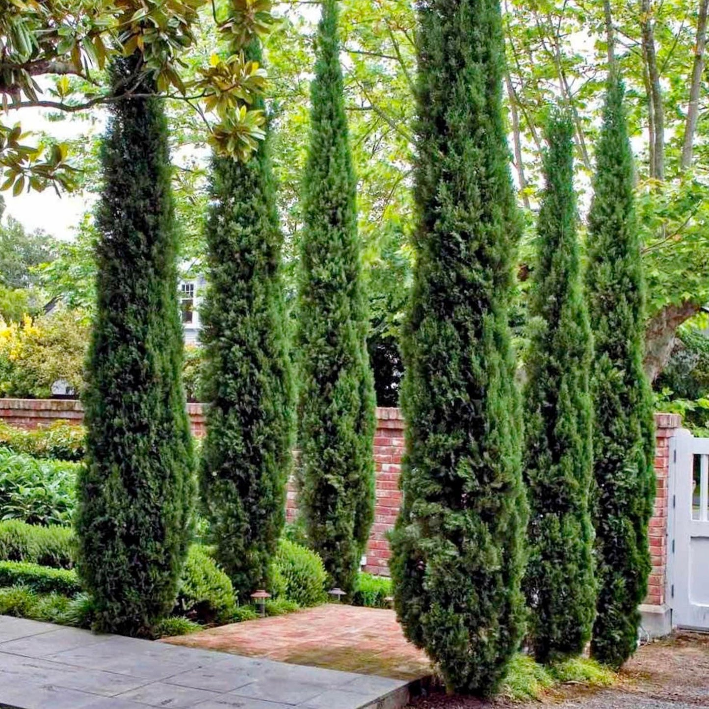 96Pcs Cypress Seeds grow robustly with regular watering and ample natural sunlight exposure