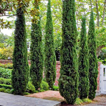 96Pcs Cypress Seeds grow robustly with regular watering and ample natural sunlight exposure