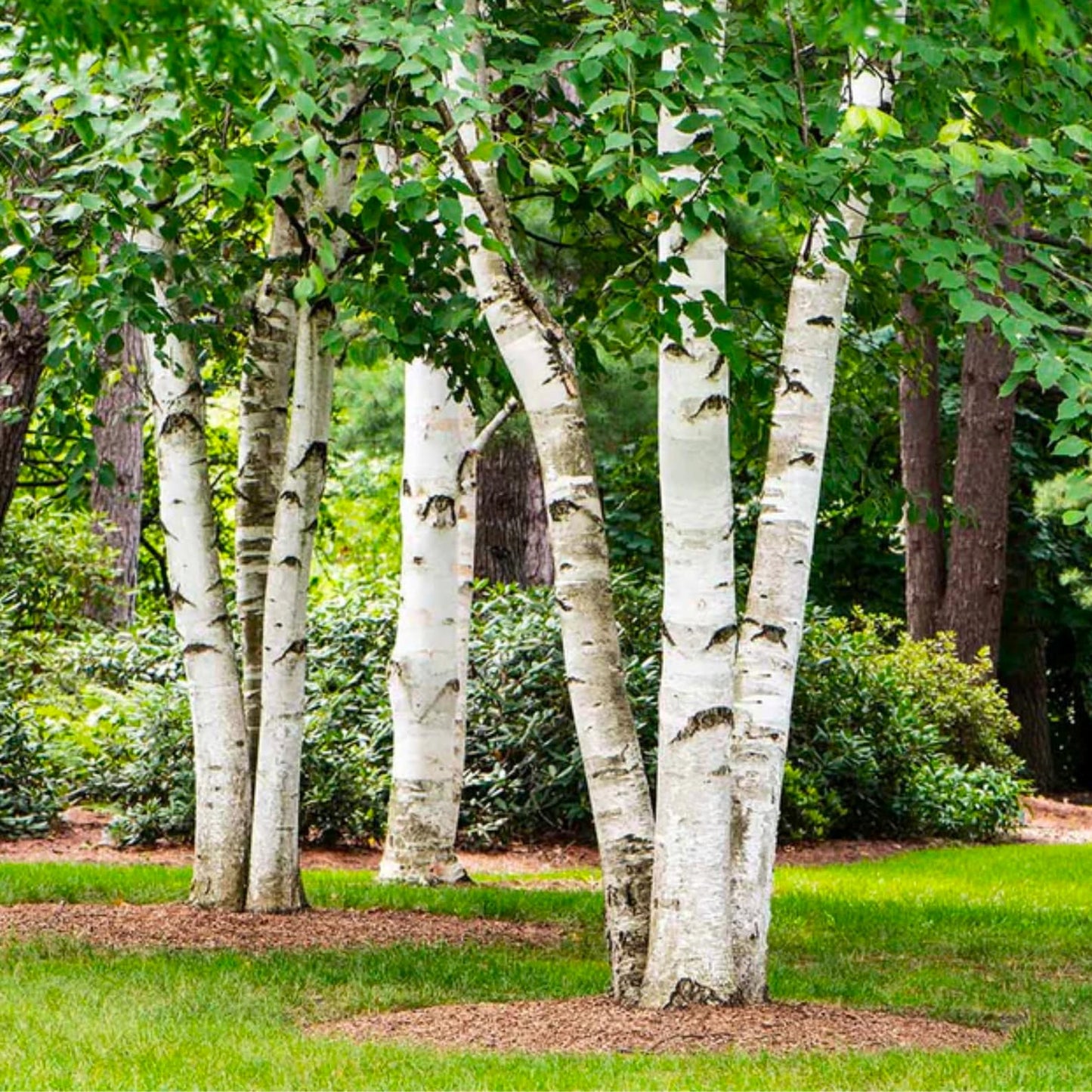 100Pcs Birch Tree Seeds Easy to Grow and Care for perfect for residential yard decoration and woodland border arrangement